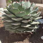 Saracino